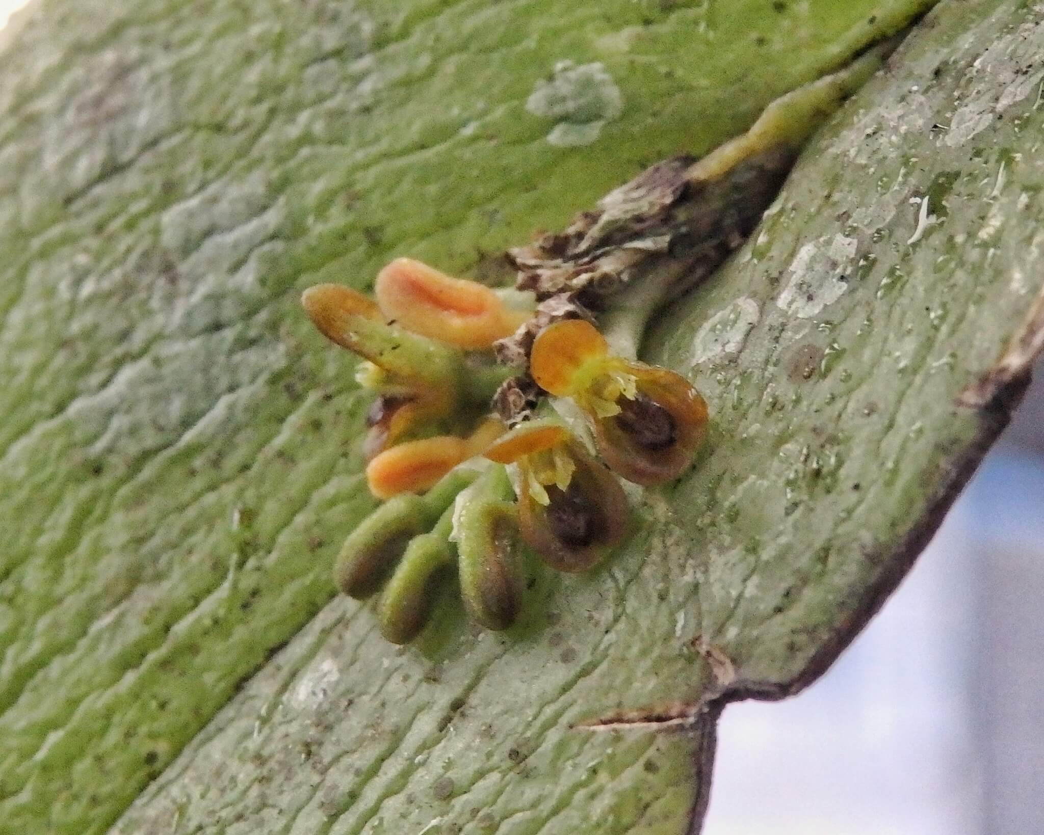 Acianthera circumplexa